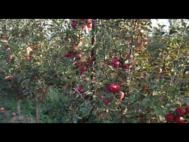 Интенсивный яблоневый сад, Таласская область, Бакай-Атинский район. (Кырг.)