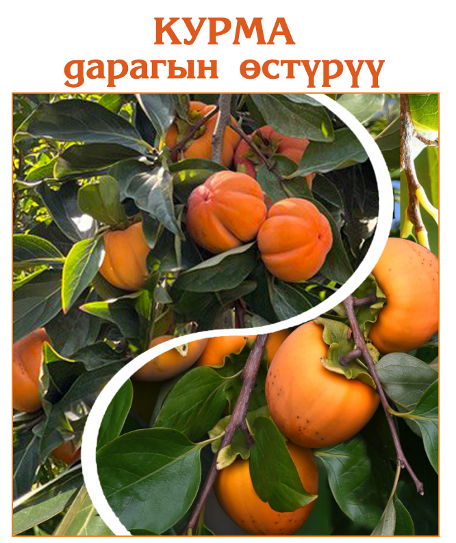 Курма дарагын өстүрүү