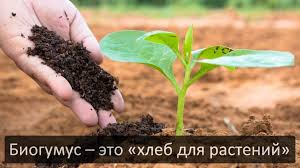 Практический урок по изготовлению биогумуса